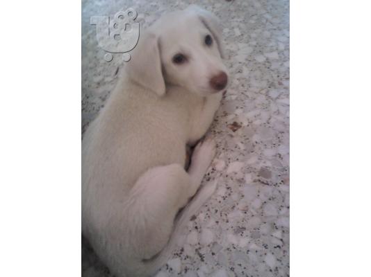 labrador καλλονη